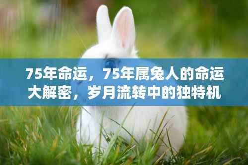 岁月流转中的机遇与挑战,揭秘75年属兔人的命运大解密