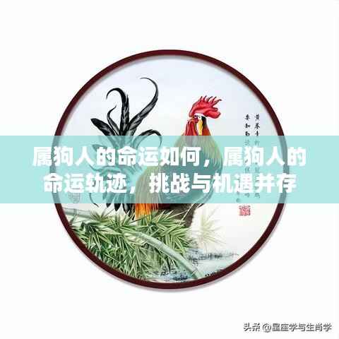 属狗人的命运探索，挑战与机遇并存的发展轨迹