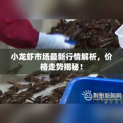 小龙虾市场最新行情解析,价格走势揭秘!
